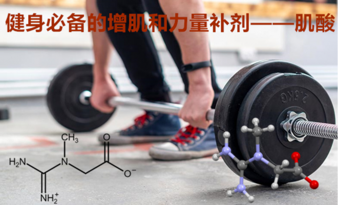 健身必备的增肌和增力补剂——肌酸（creatine）