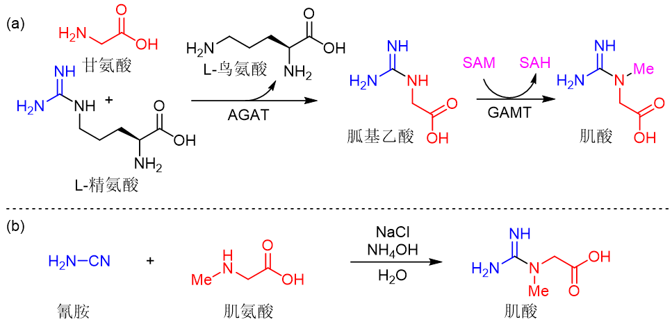 健身必备的增肌和增力补剂——肌酸（creatine）